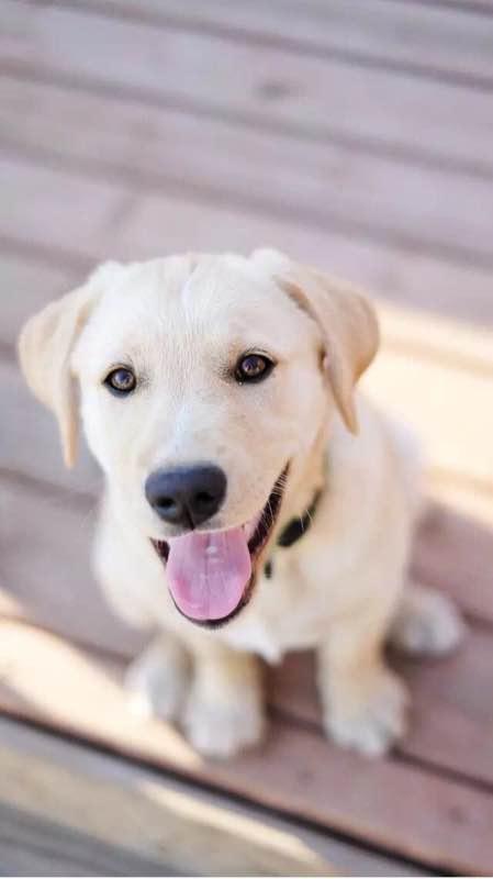 世界名犬_世界名犬排名前十名