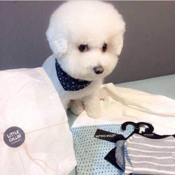 世界名犬_世界名犬排名前十名