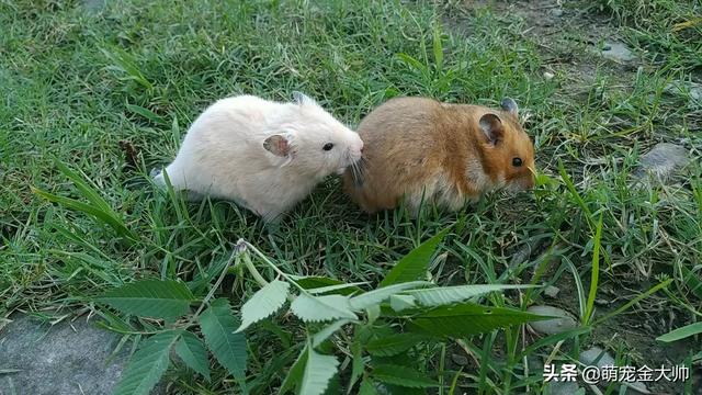 关于动物的四字词语（关于动物的四字词语大全集）