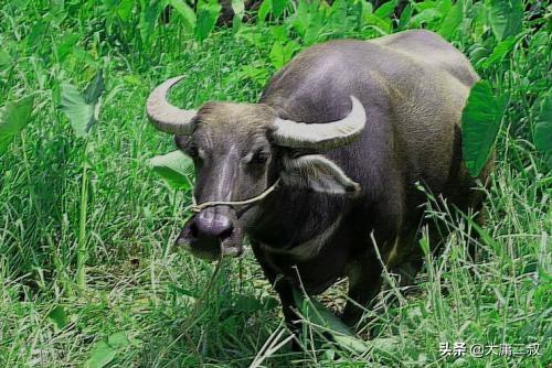 塞翁失马的故事讲了什么道理