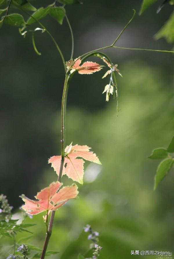 七夕节牛郎织女的传说（七夕牛郎织女神话传说）